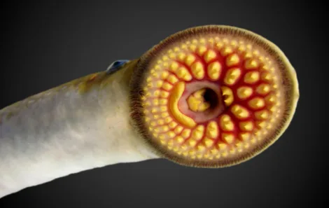 What’s that smell? Researchers explore new ways to deter sea lamprey